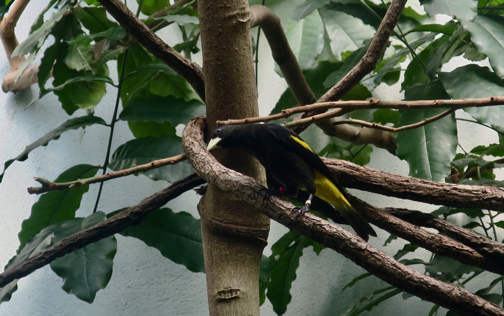 Yellow-Rumped Cacique (Cacicus cela)