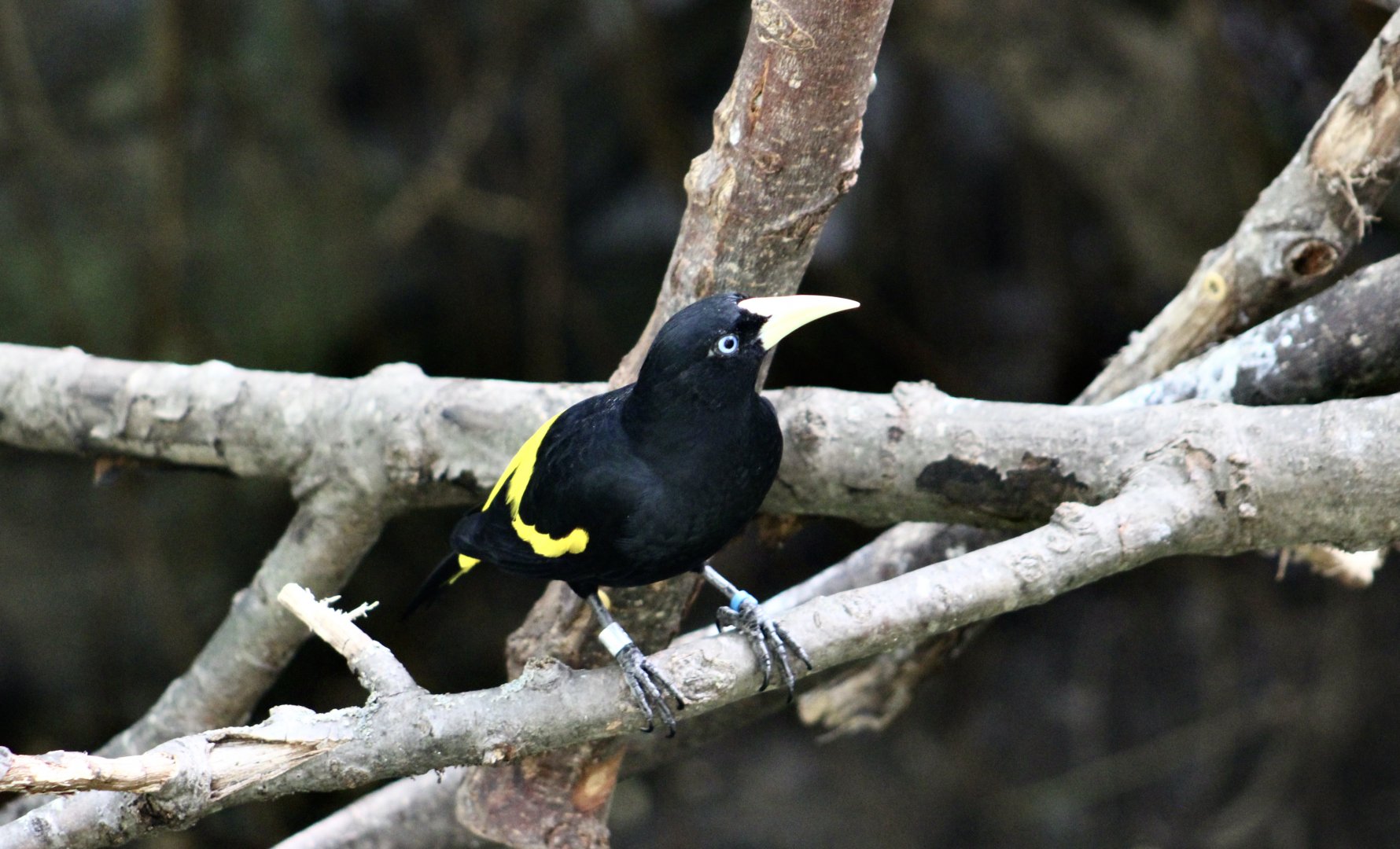 Yellow-Rumped Cacique (Cacicus cela)