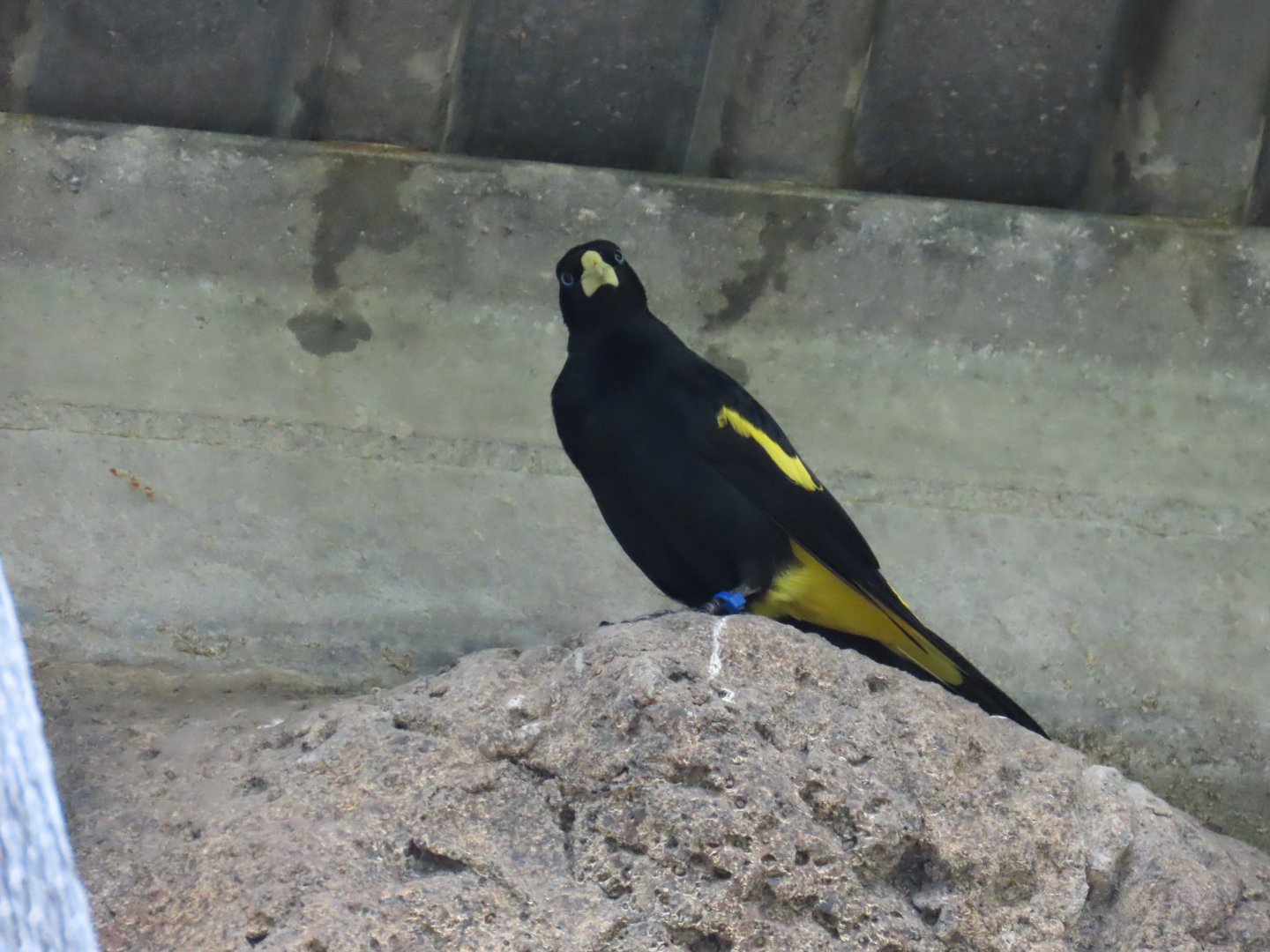 Yellow-rumped Cacique (Cacicus cela)