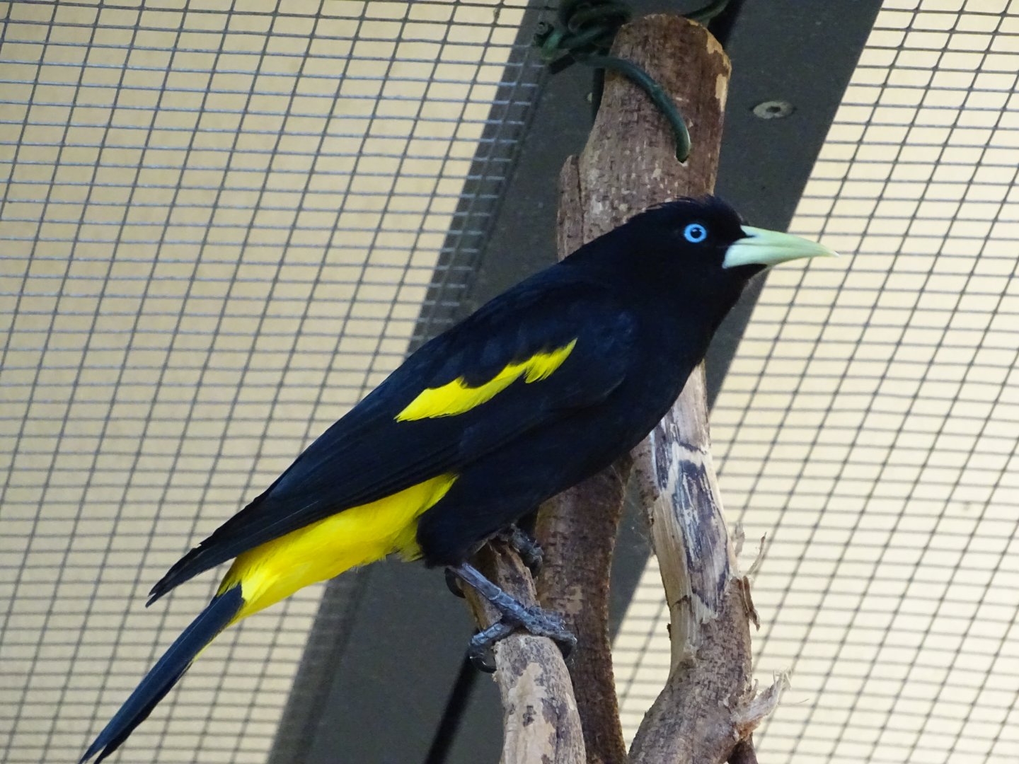Yellow-rumped Cacique (Cacicus cela)