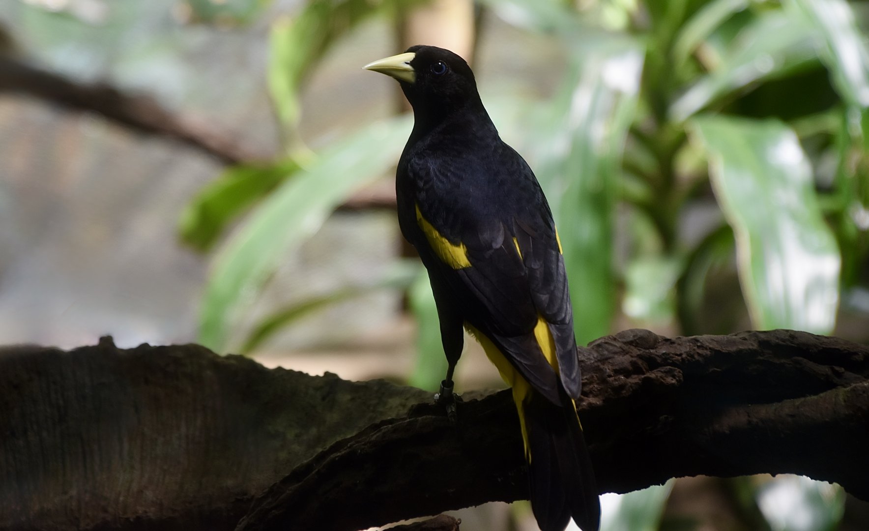 Yellow-Rumped Cacique (Cacicus cela)