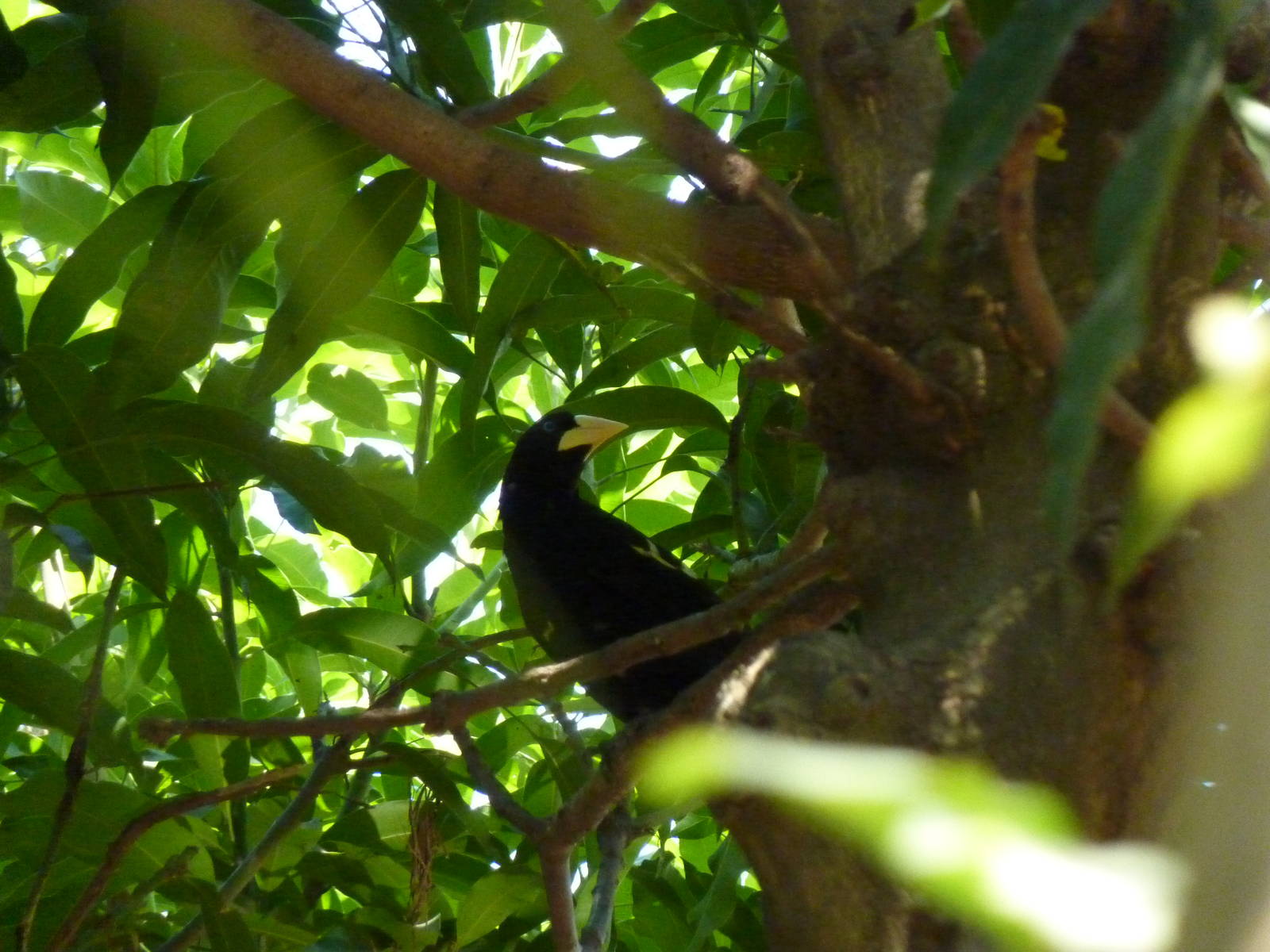 Yellow-rumped cacique