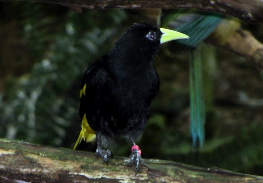 Yellow-rumped Cacique