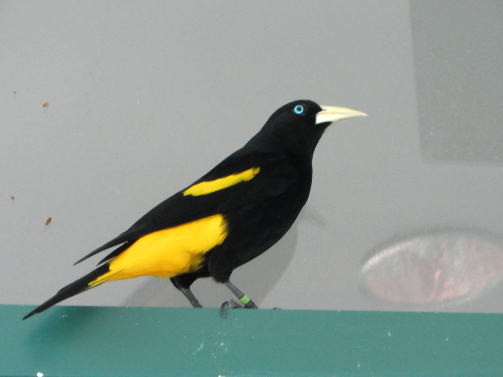 Yellow-rumped Cacique