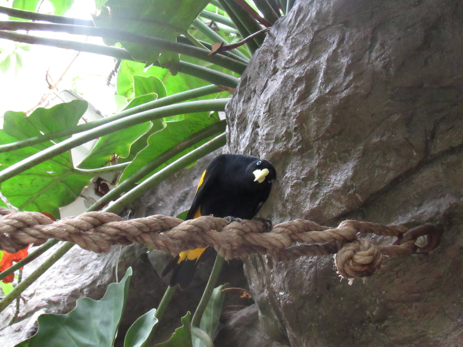 Yellow-rumped Cacique