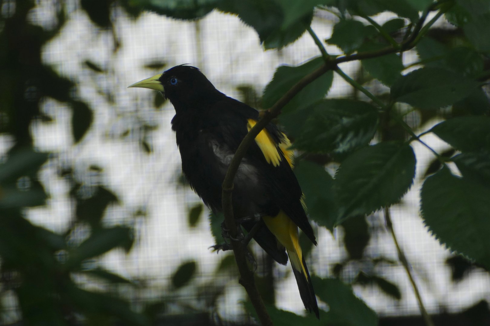 Yellow-rumped cacique