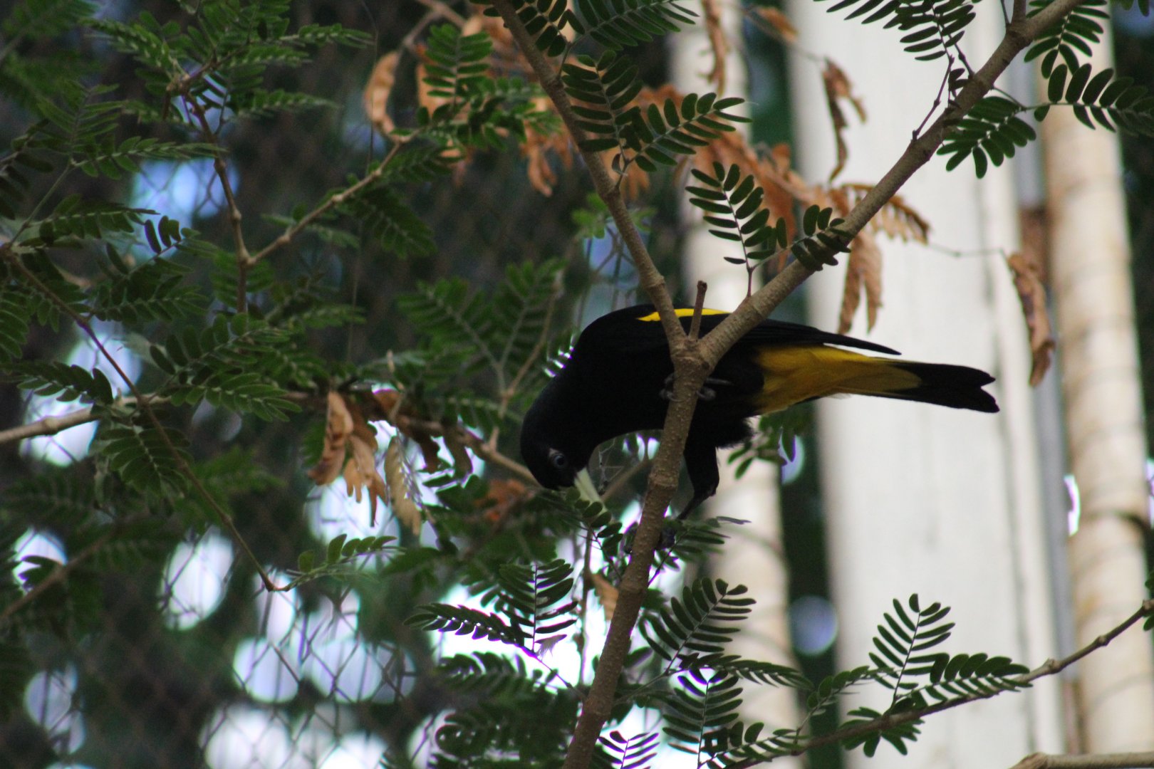 Yellow-Rumped Cacique