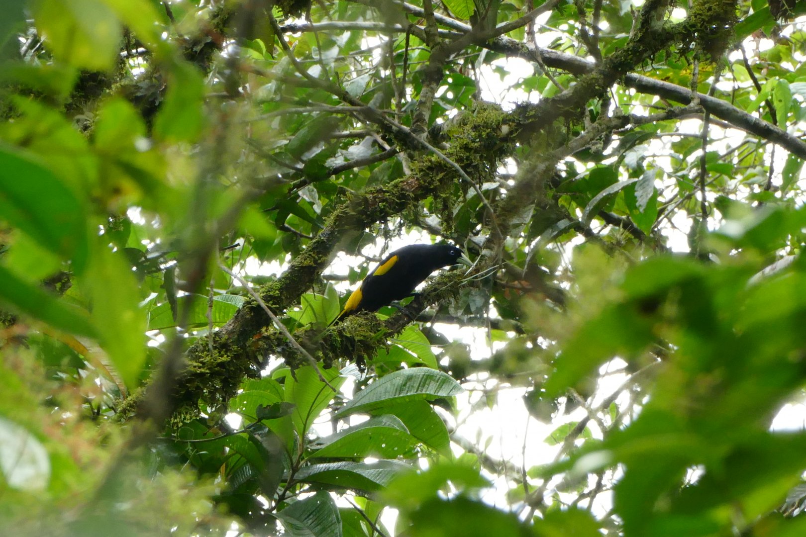 Yellow-rumped Cacique
