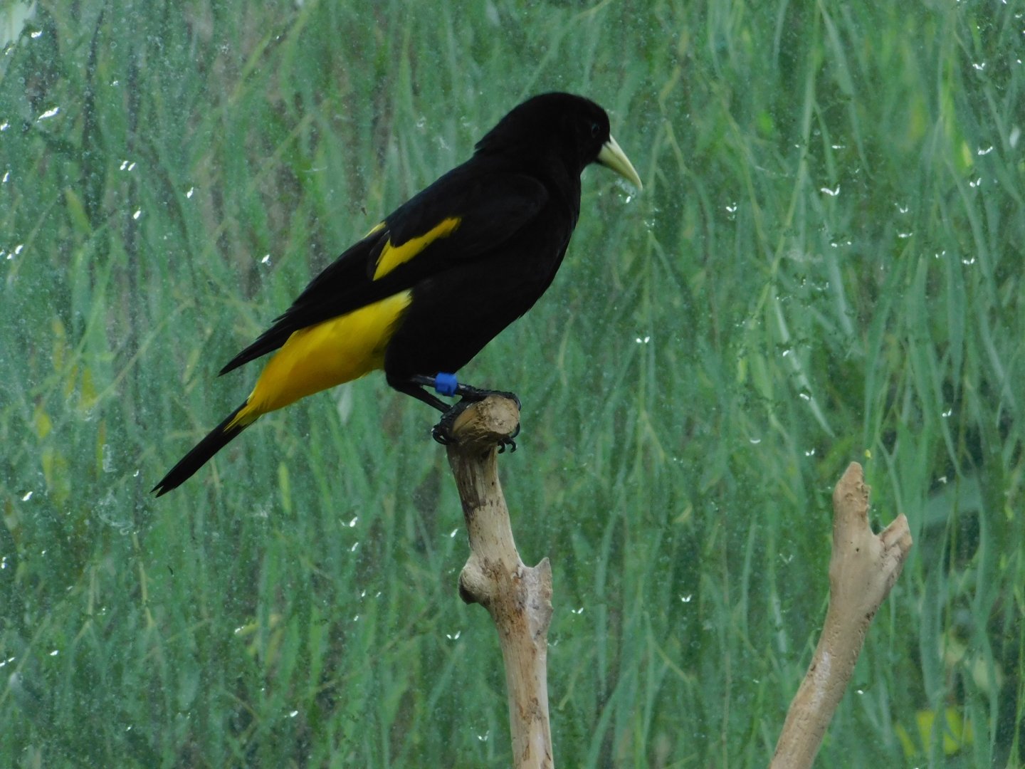 Yellow-Rumped Cacique