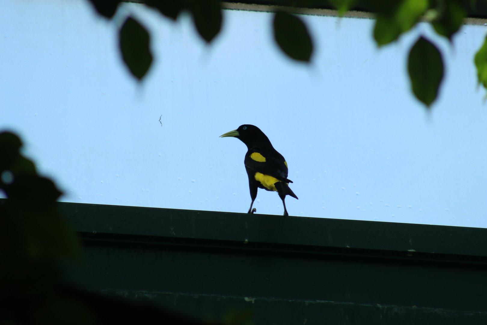 Yellow-Rumped Cacique