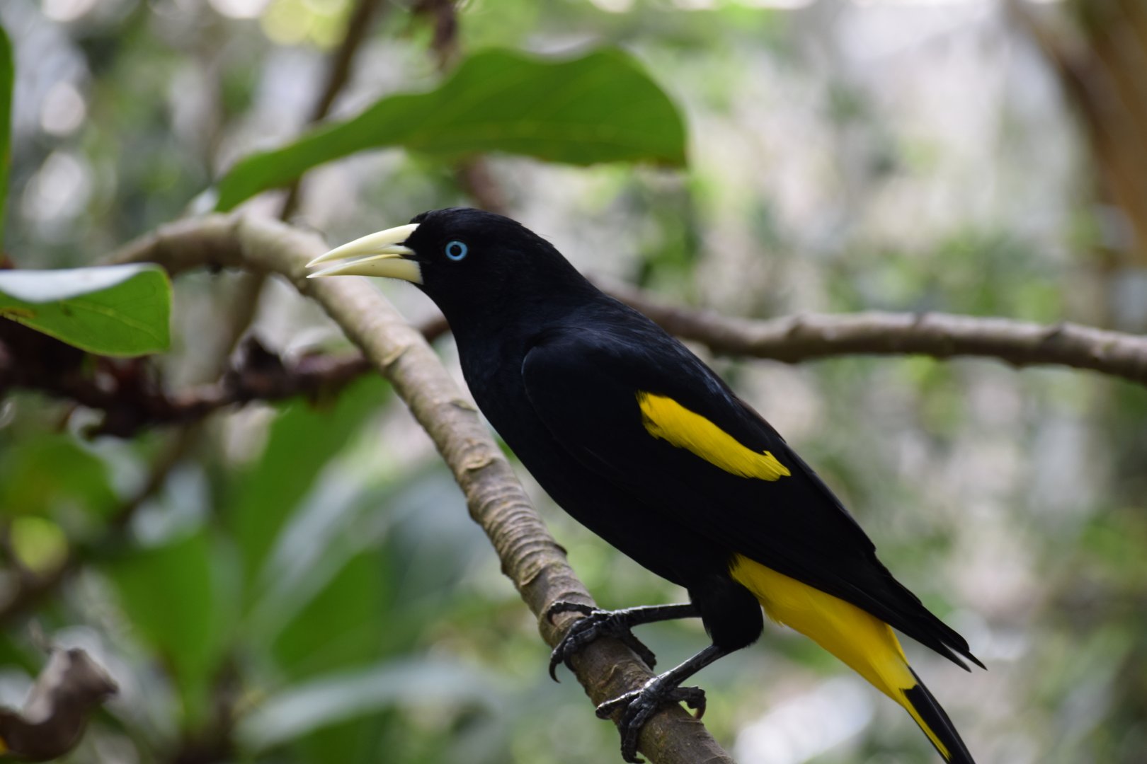 Yellow-rumped cacique
