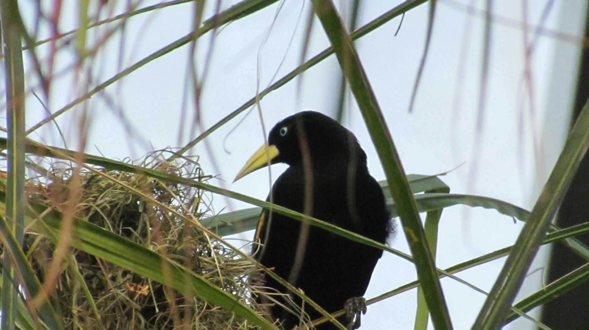 Yellow-rumped Cacique