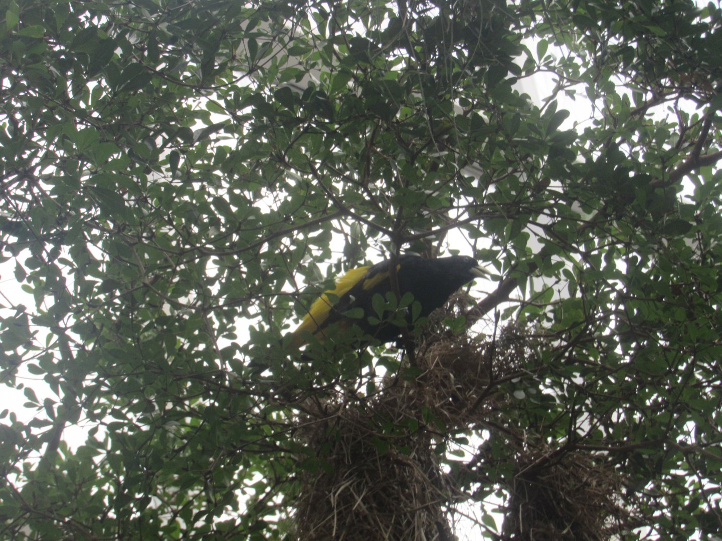 yellow-rumped cacique