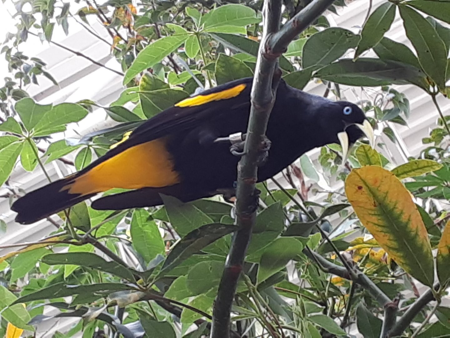 Yellow-Rumped Cacique