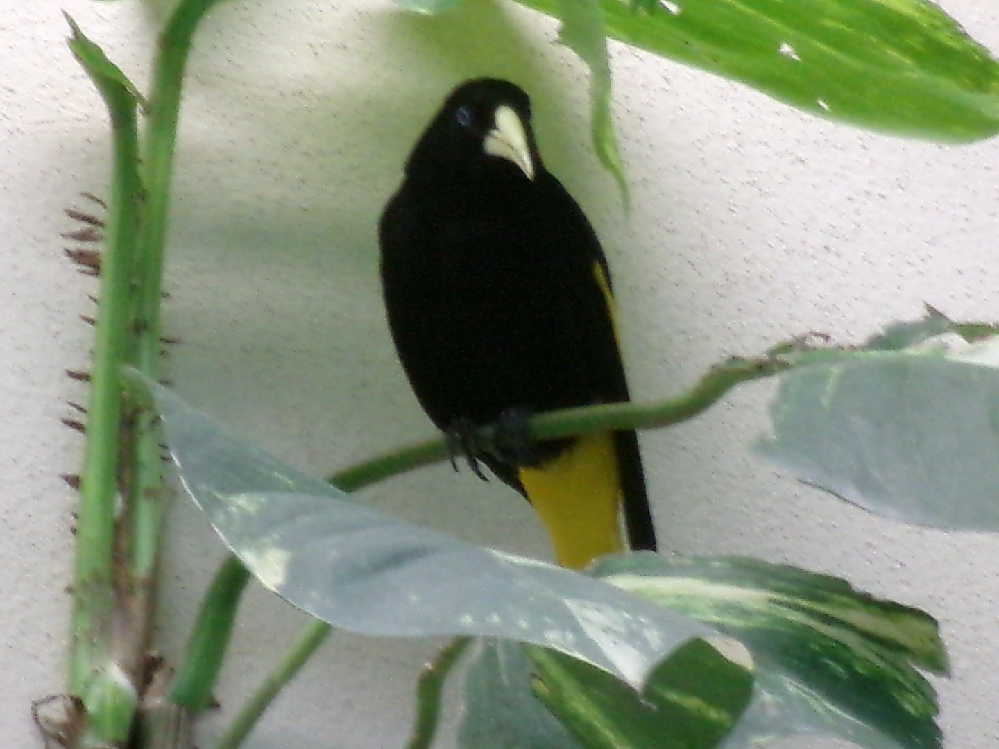 Yellow-rumped cacique