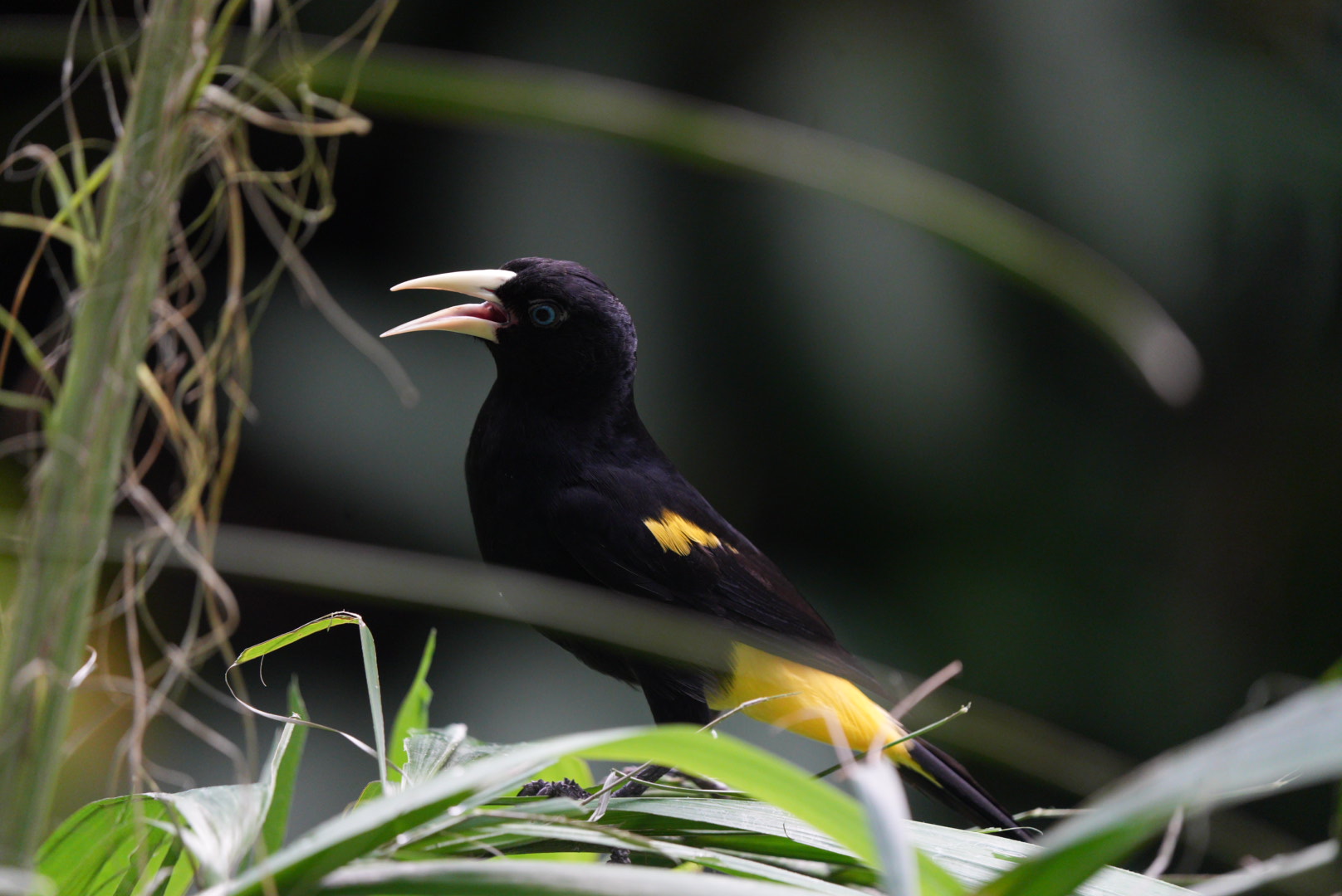 Yellow-rumped Cacique