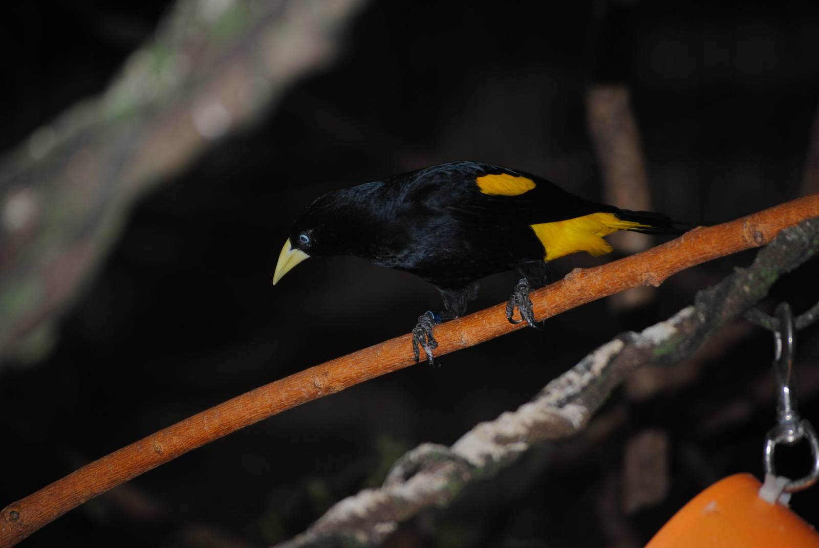 Yellow-Rumped Caique