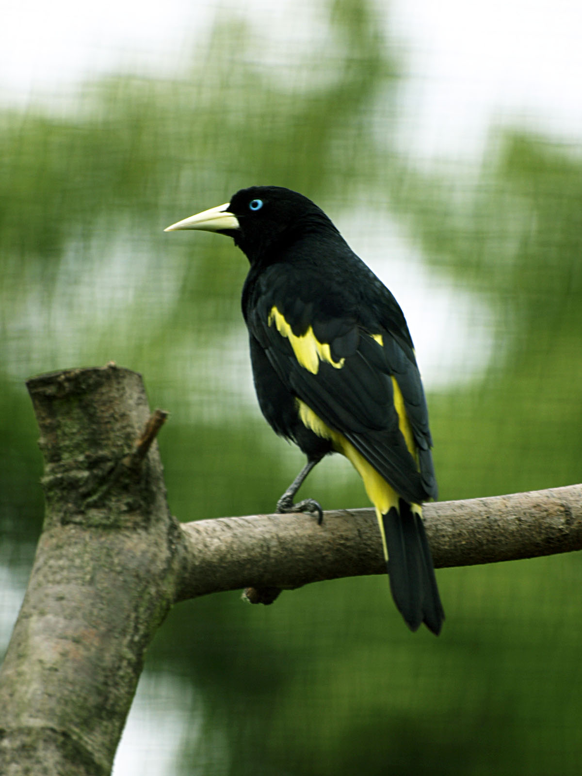 Yellow-rumped Cassique
