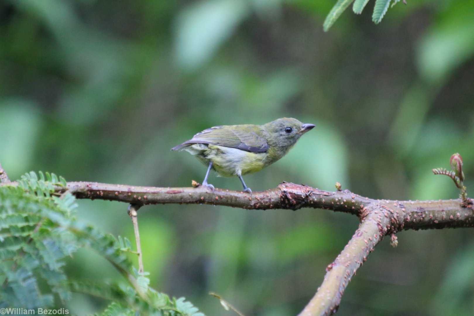 Yellow-rumped Flowerpecker - Danum Valley