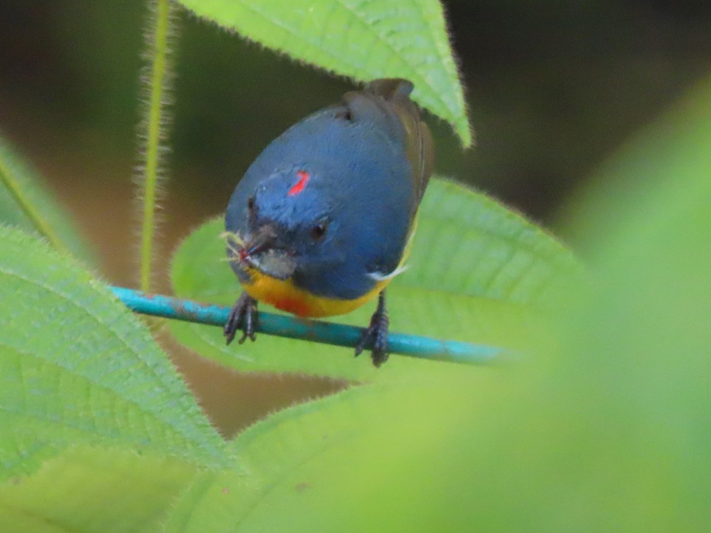 Yellow-rumped flowerpecker (Prionochilus xanthopygius)