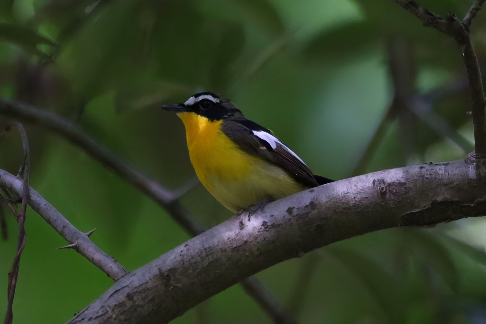 Yellow-rumped Flycatcher (Ficedula zanthopygia)