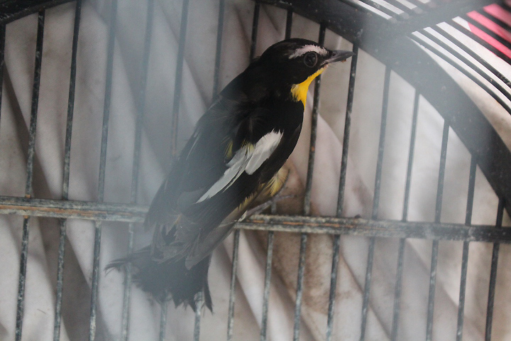 Yellow-rumped flycatcher (Ficedula zanthopygia)