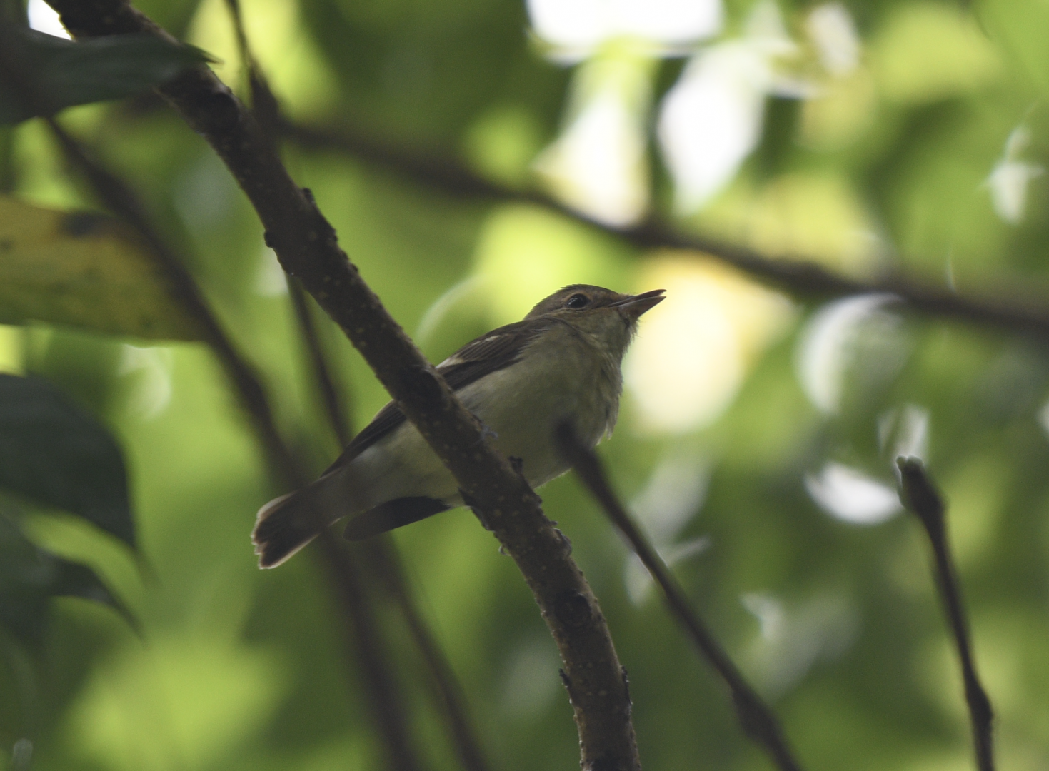 Yellow Rumped Flycatcher ~ Kranji Marshes