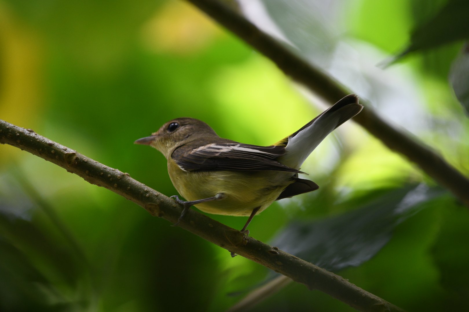 Yellow Rumped Flycatcher ~ Kranji Marshes