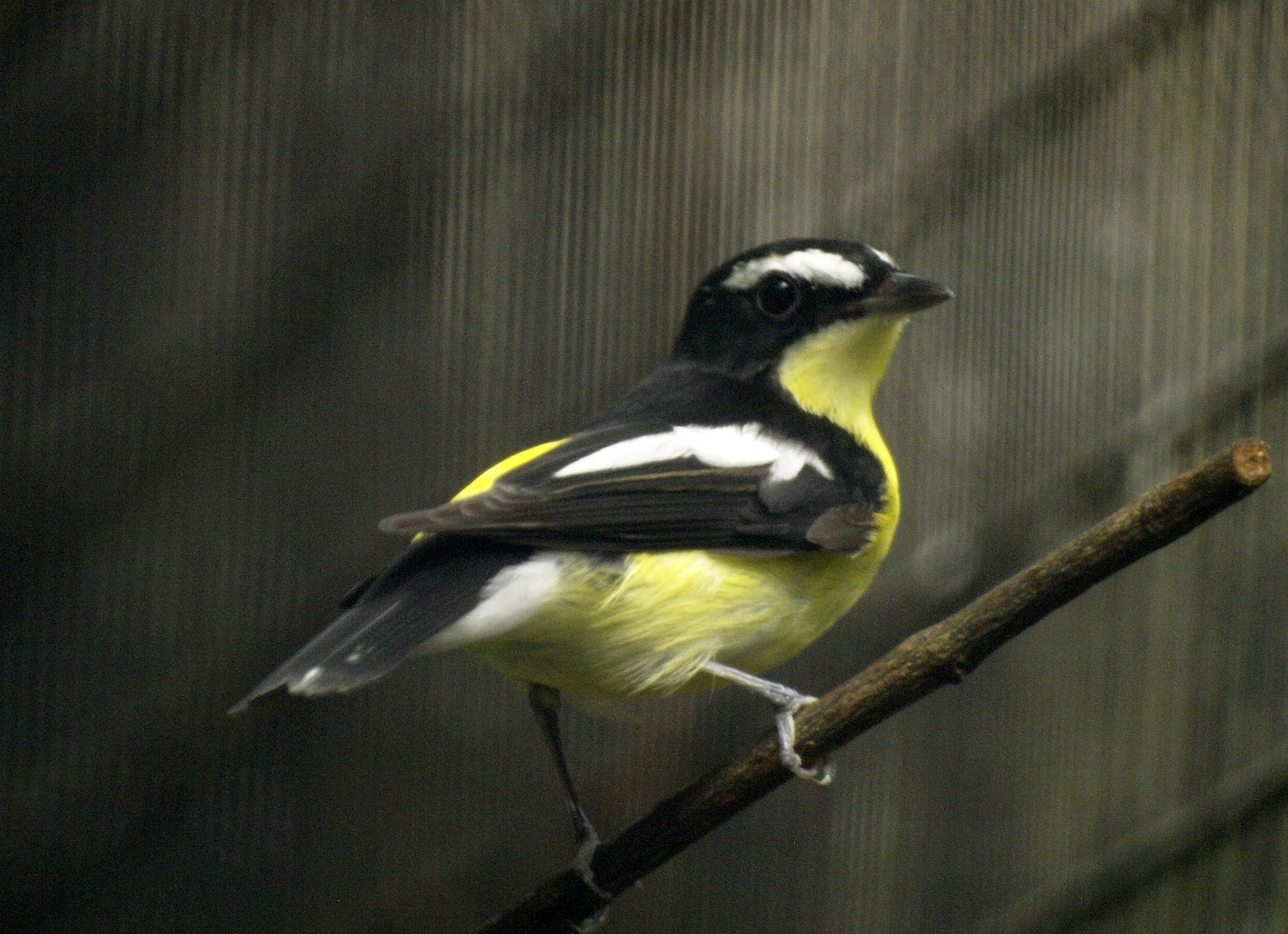 Yellow-rumped flycatcher