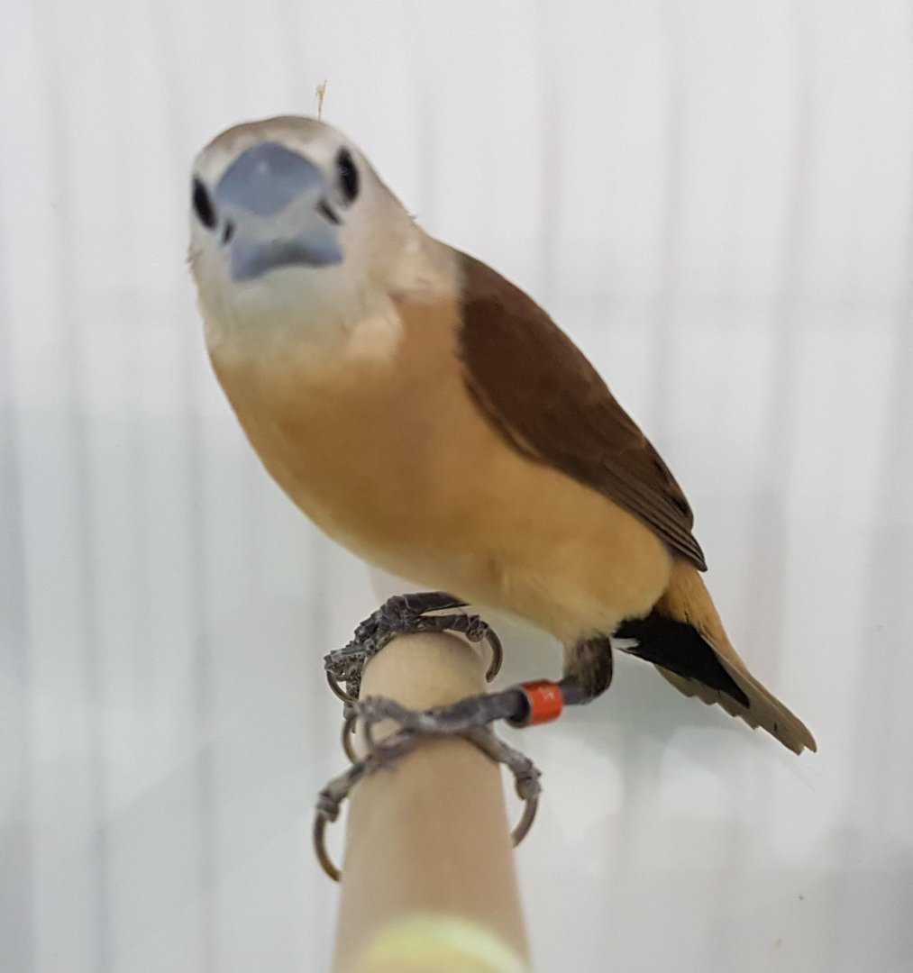 Yellow-rumped mannikin - Lonchura flaviprymna