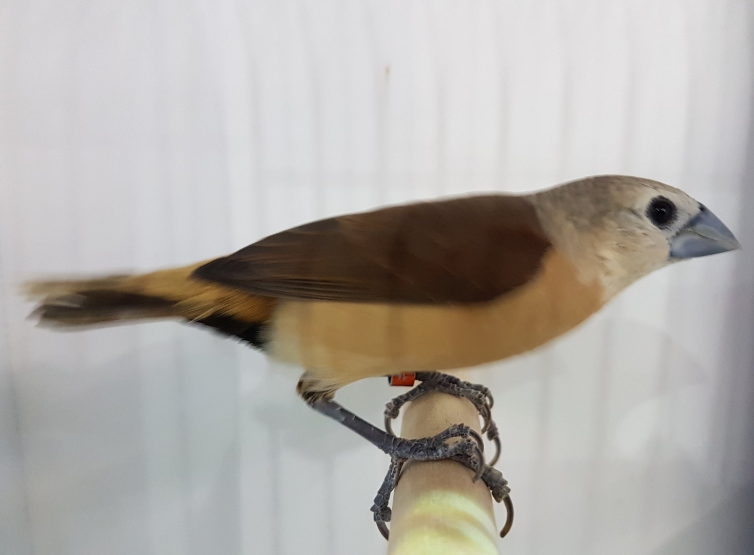 Yellow-rumped mannikin - Lonchura flaviprymna