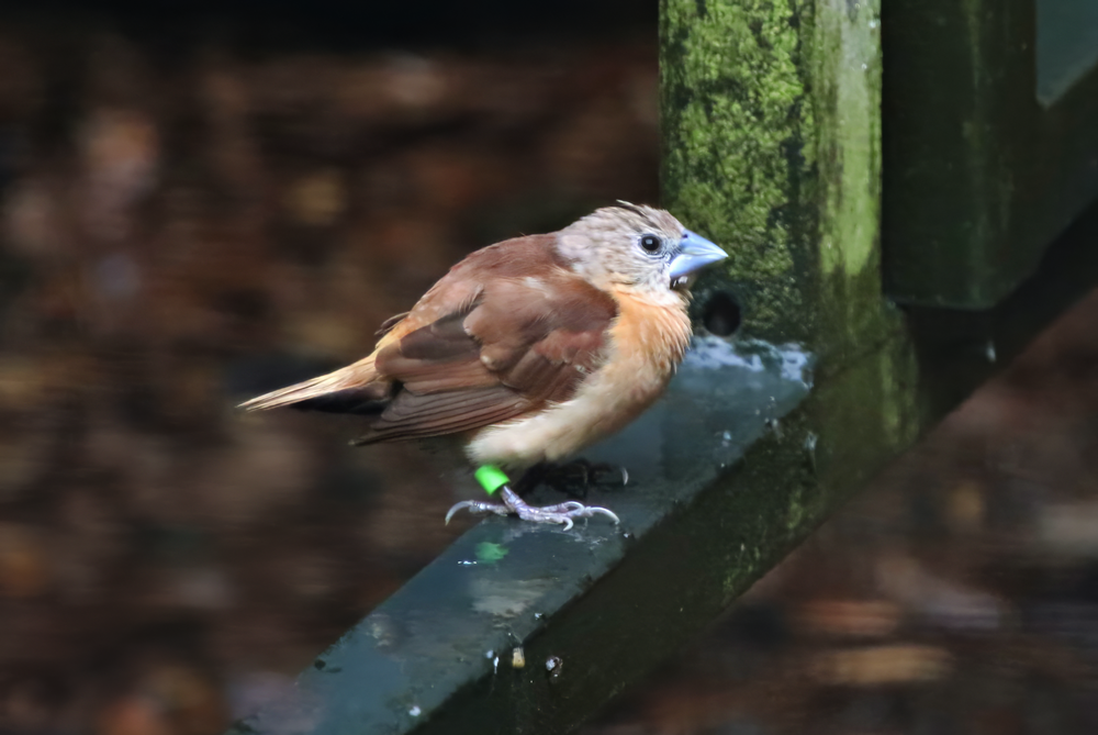 Yellow-rumped mannikin (Lonchura flaviprymna)