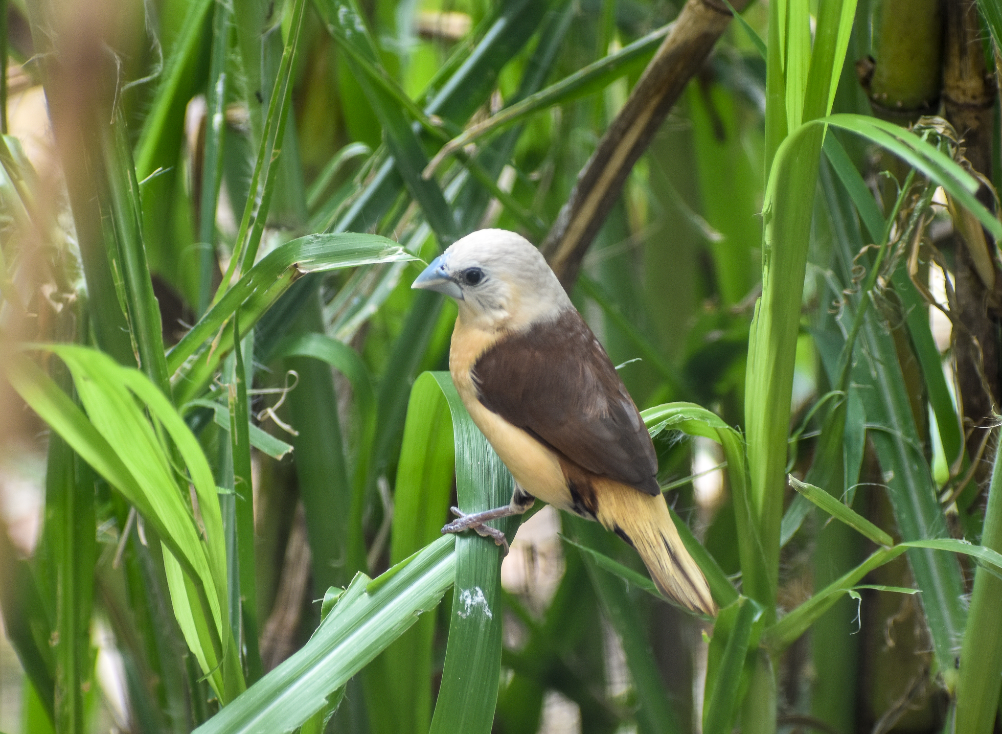 Yellow-rumped Mannikin