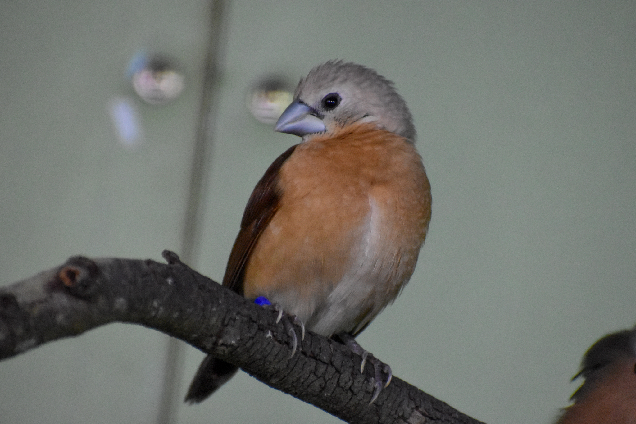 Yellow-rumped Mannikin