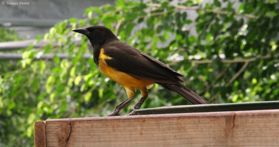 Yellow-rumped Marshbird (Pseudoleistes guirahuro) June 2009