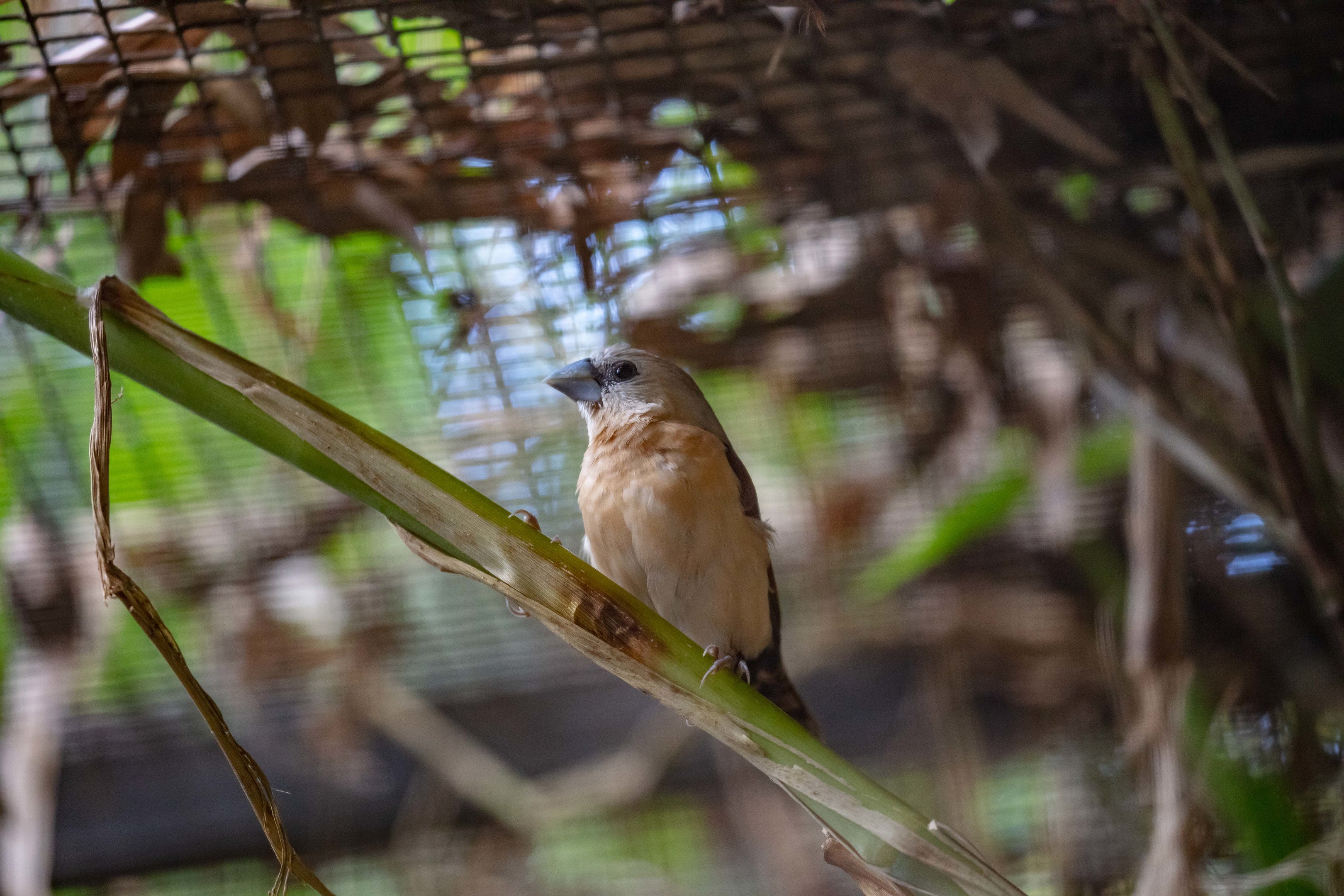 Yellow-rumped Munia
