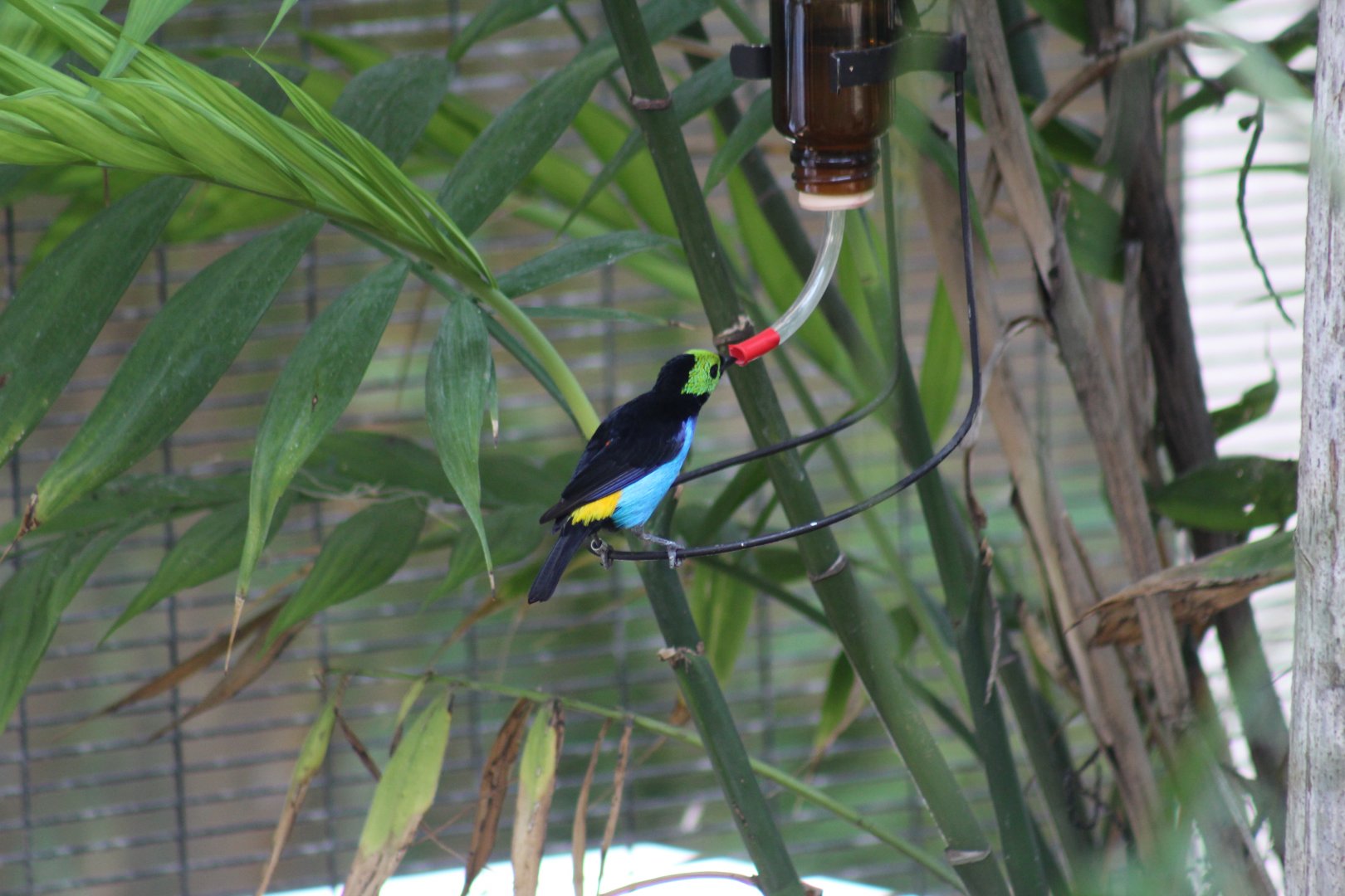 Yellow-Rumped Paradise Tanager