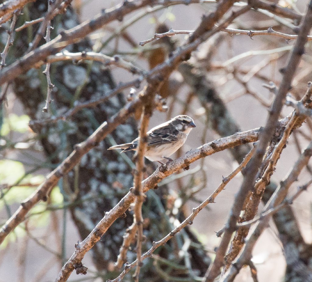 Yellow-rumped Seedeater