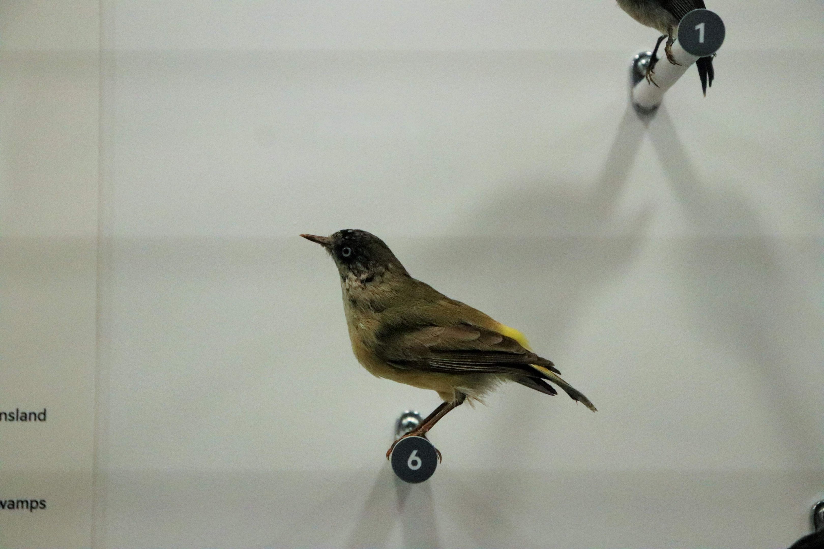 Yellow-rumped Thornbill (Acanthiza chrysorrhoa)