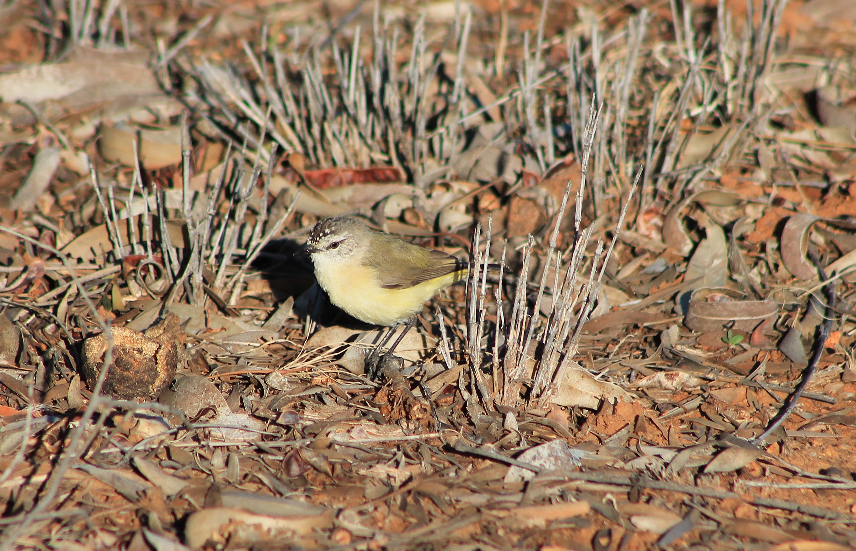 Yellow-rumped Thornbill (Acanthiza chrysorrhoa)