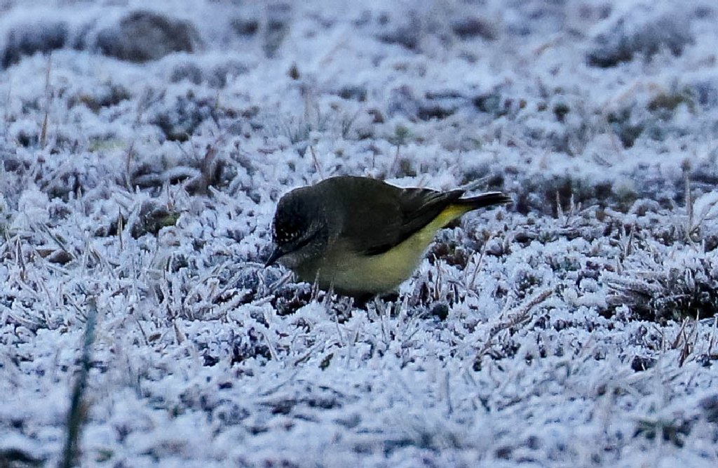 Yellow-rumped Thornbill foraging in the frost