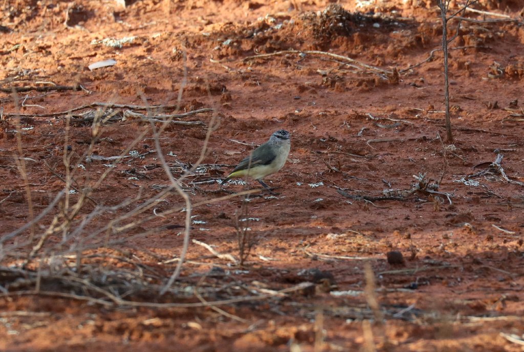 Yellow-rumped Thornbill