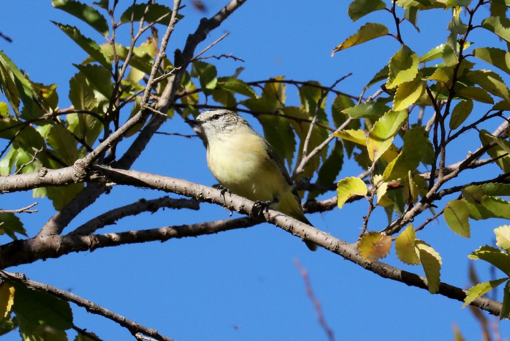 Yellow-rumped Thornbill