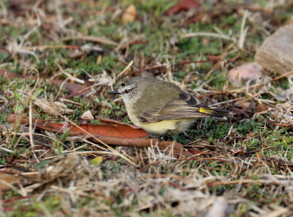 Yellow-rumped Thornbill