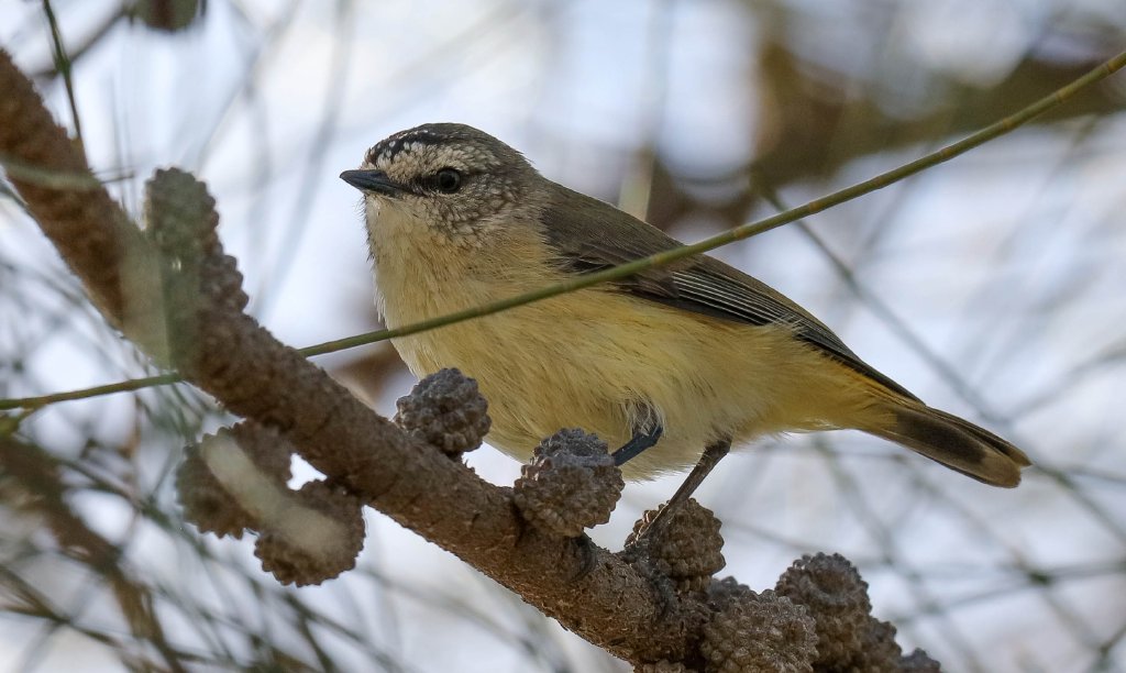 Yellow-rumped Thornbill