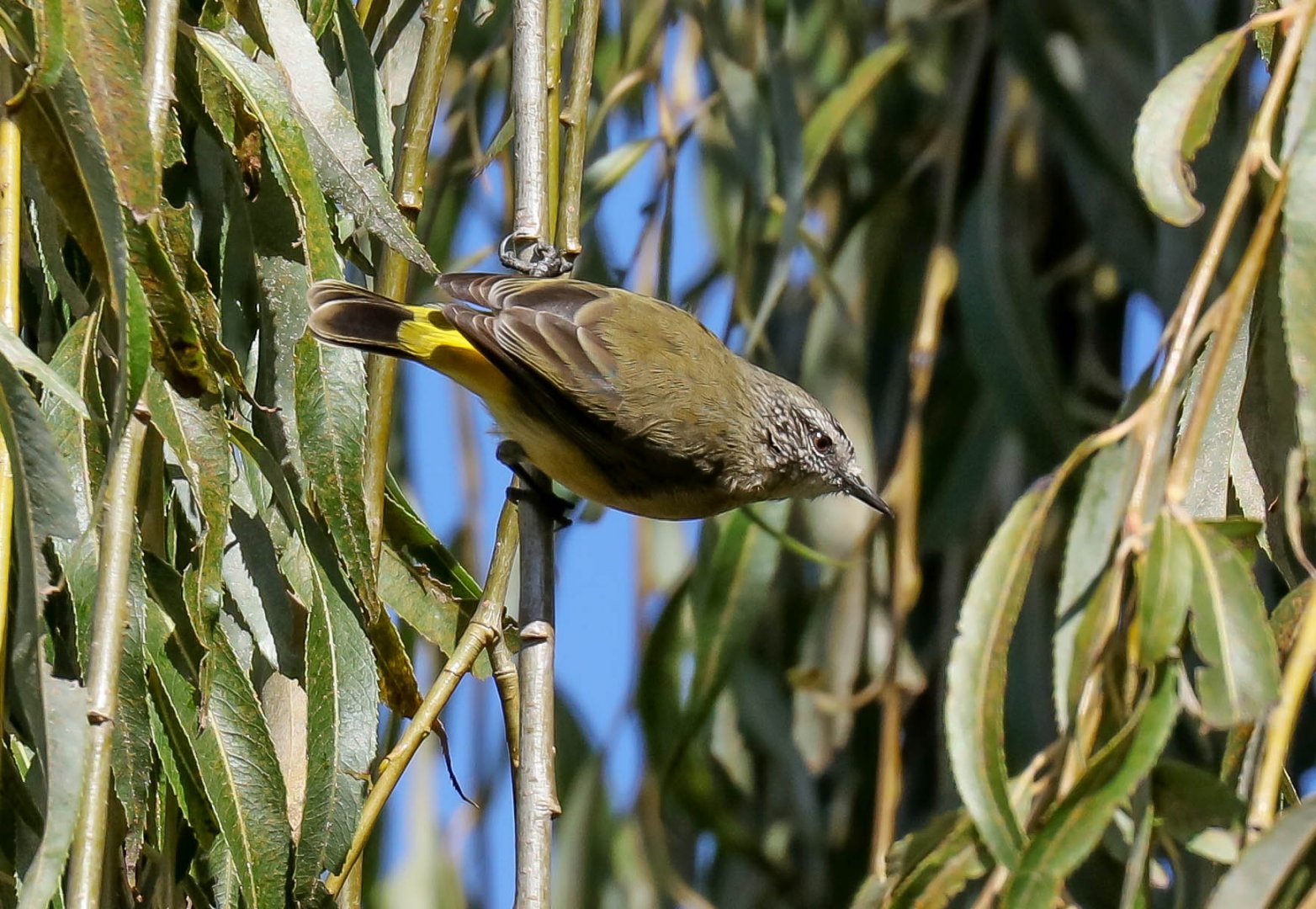 Yellow-rumped Thornbill