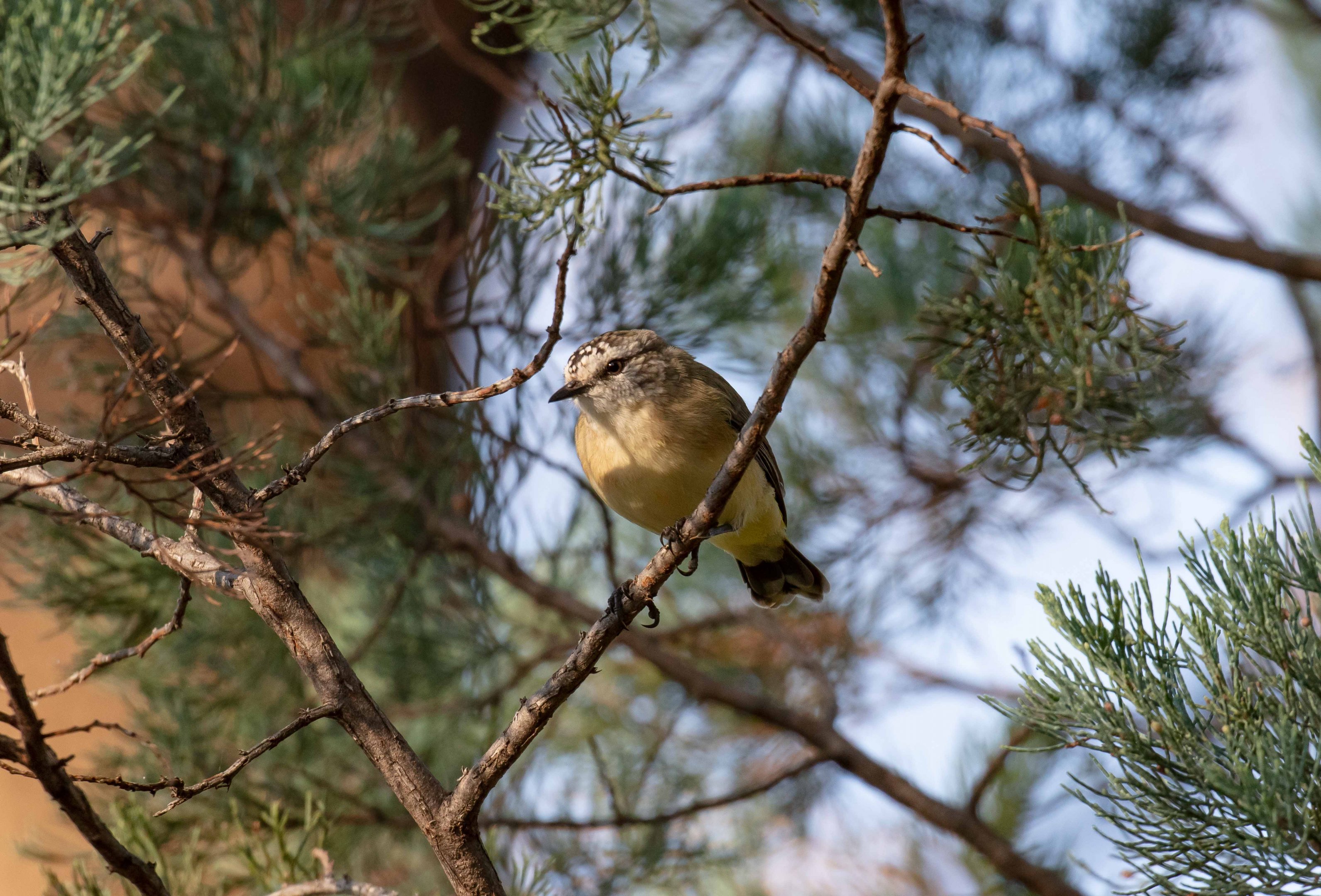 Yellow-rumped Thornbill