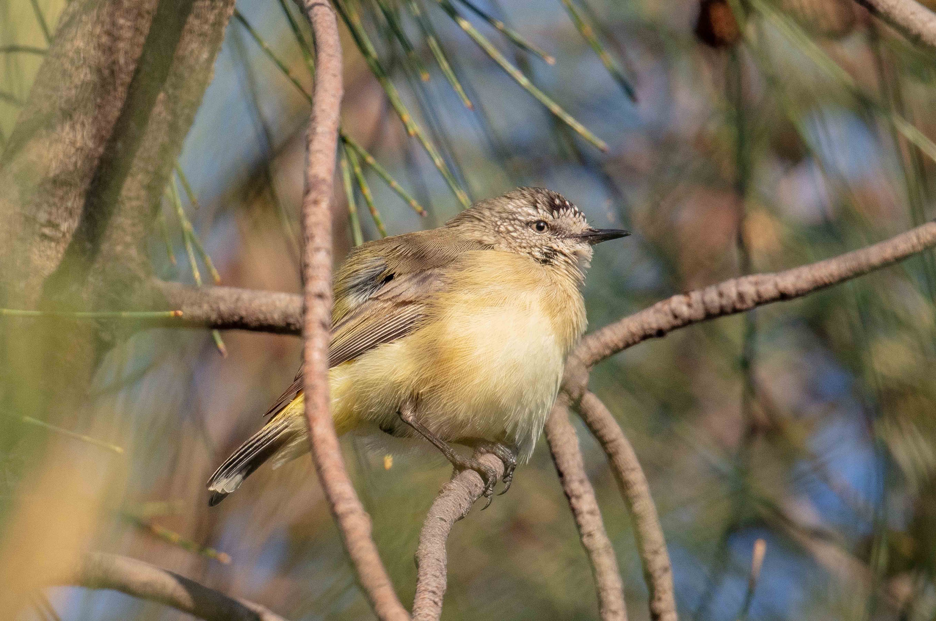 Yellow-rumped Thornbill
