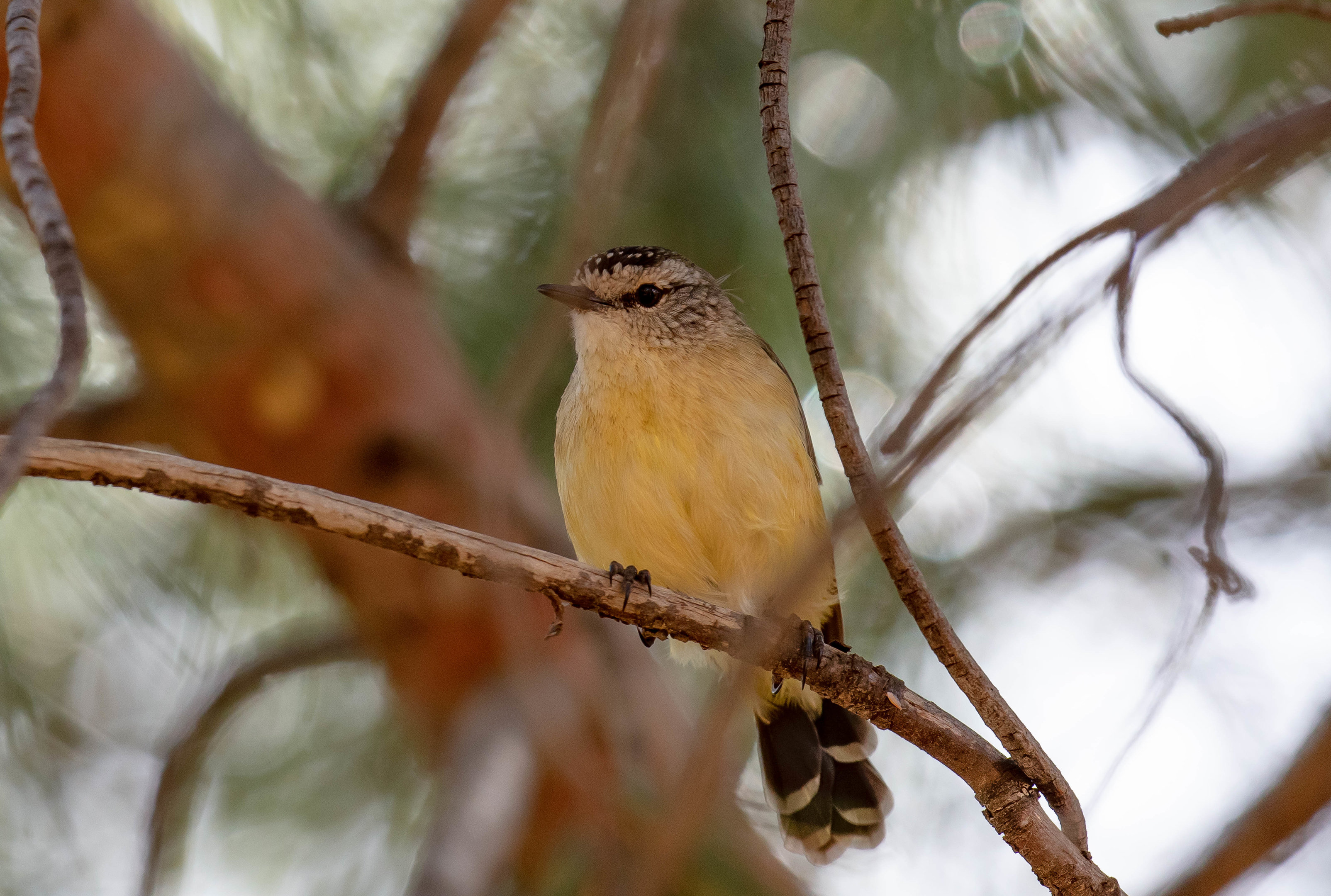 Yellow-rumped Thornbill