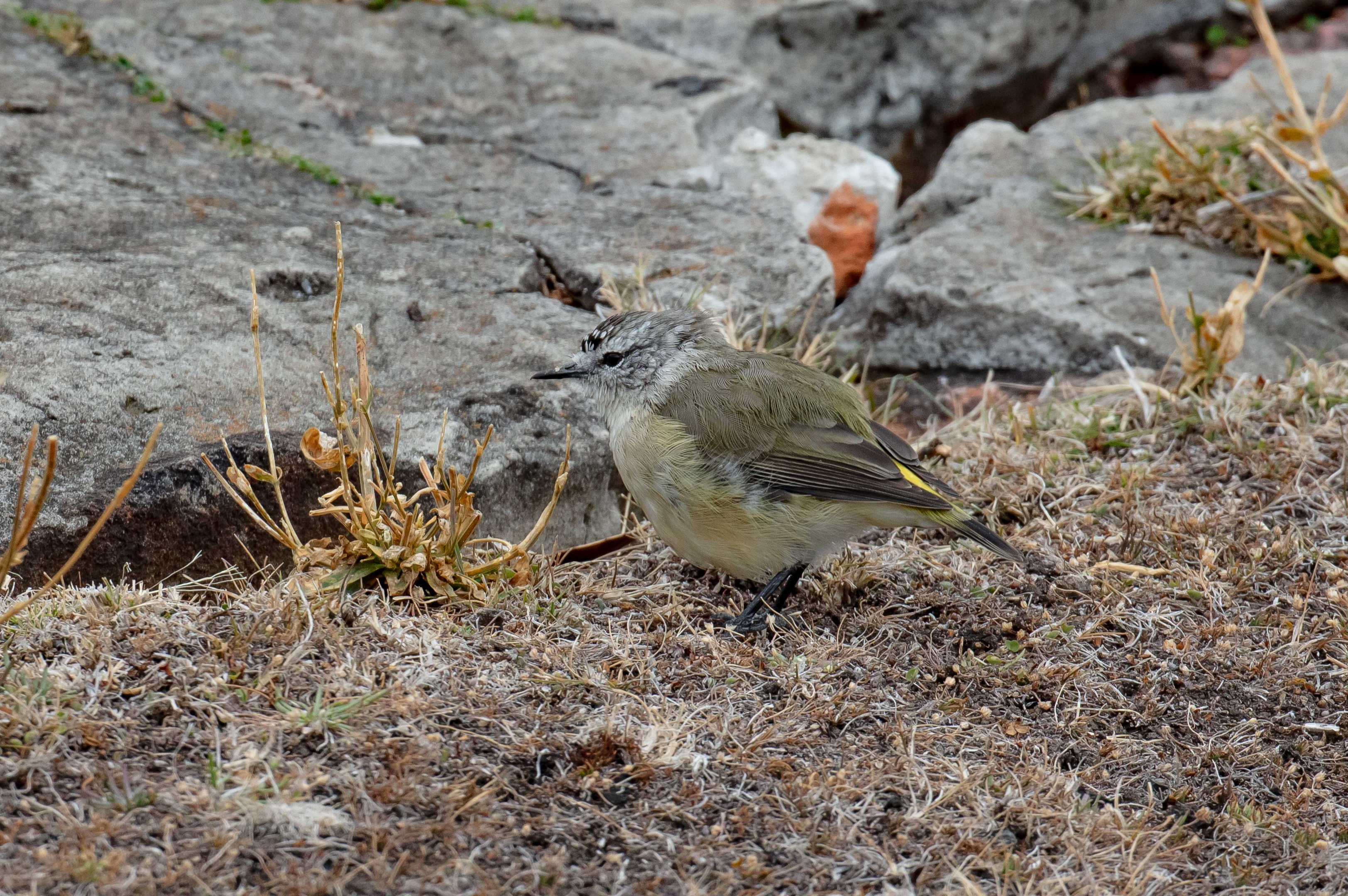 Yellow-rumped Thornbill